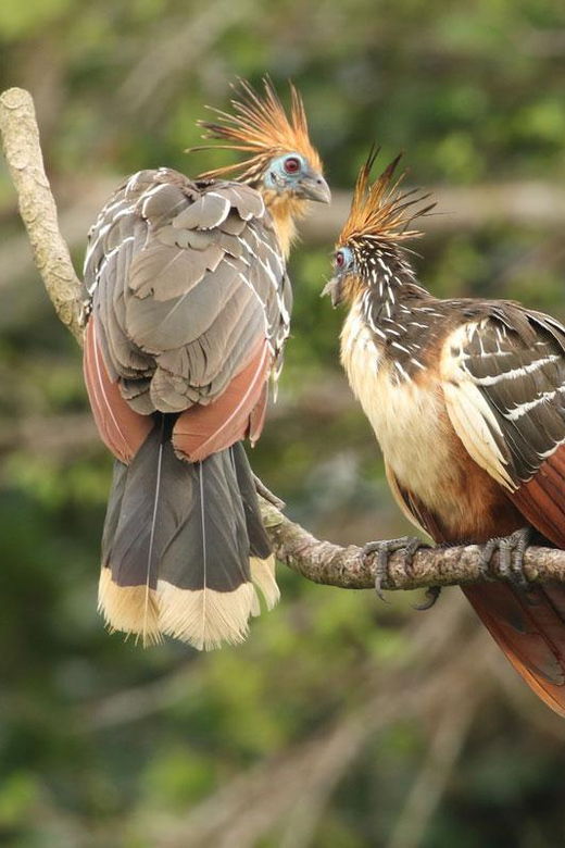 amazonas-manu-cultural-zone-4-days-3-nights