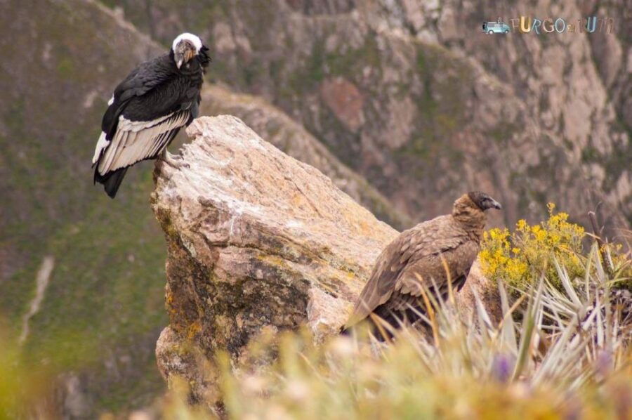 arequipa-colca-canyon-excursion-option-ending-in-puno