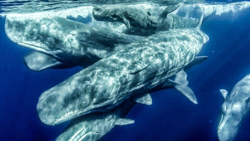 azores-whale-watching-and-islet-boat-tour