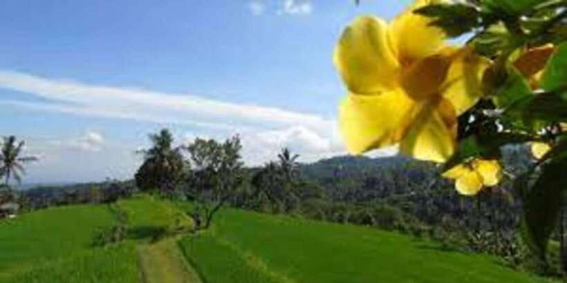 bali-hill-side-lemukih-treeking-with-amazing-view