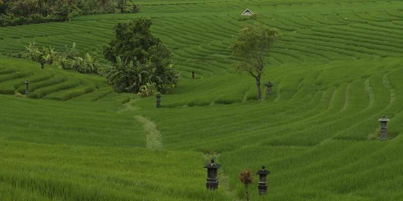 bali-secret-and-untouristic-tour-north-west-bali