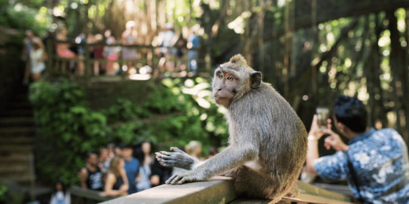 bali-ubud-rice-terraces-monkey-forest-waterfall-tour
