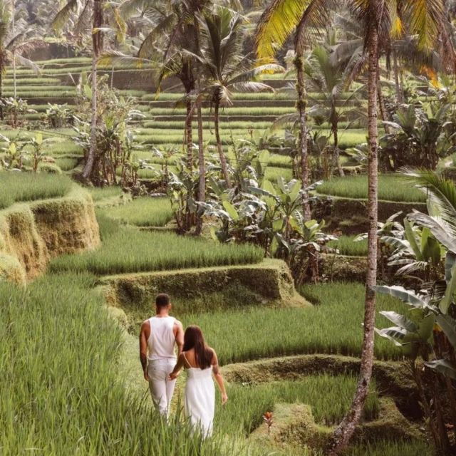 bali-ubud-tour-best-of-ubud-higlight-with-private-transfers
