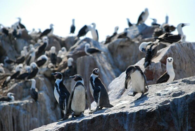 ballestas-islands-full-day