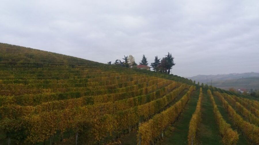 barolo-truffle-hunting-and-wine-tasting