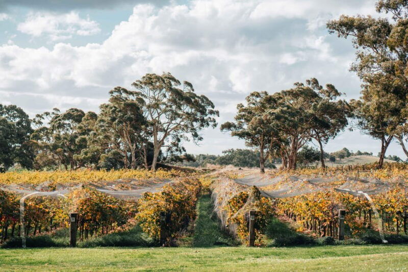 barossa-valley-canape-and-wine-pairing-at-lambert-estate
