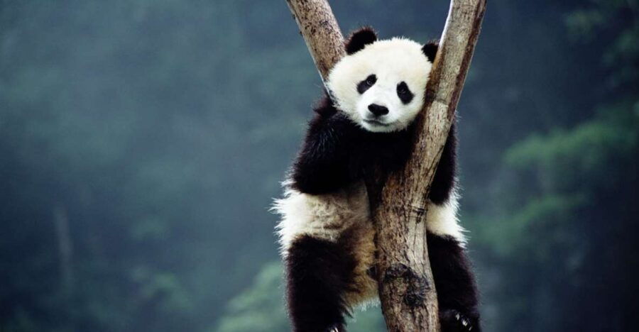 beijing-temple-of-heaven-panda-house-summer-palace-tour