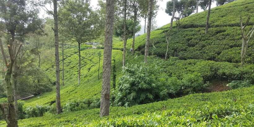 bentota-kalutara-hikkaduwa-day-trip-to-ella-highlands