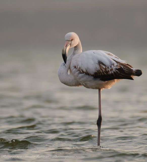 bird-watching-and-photography-private-tour-near-constanta