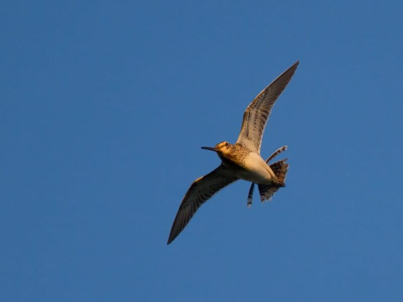 bird-watching-in-the-stockholm-archipelago