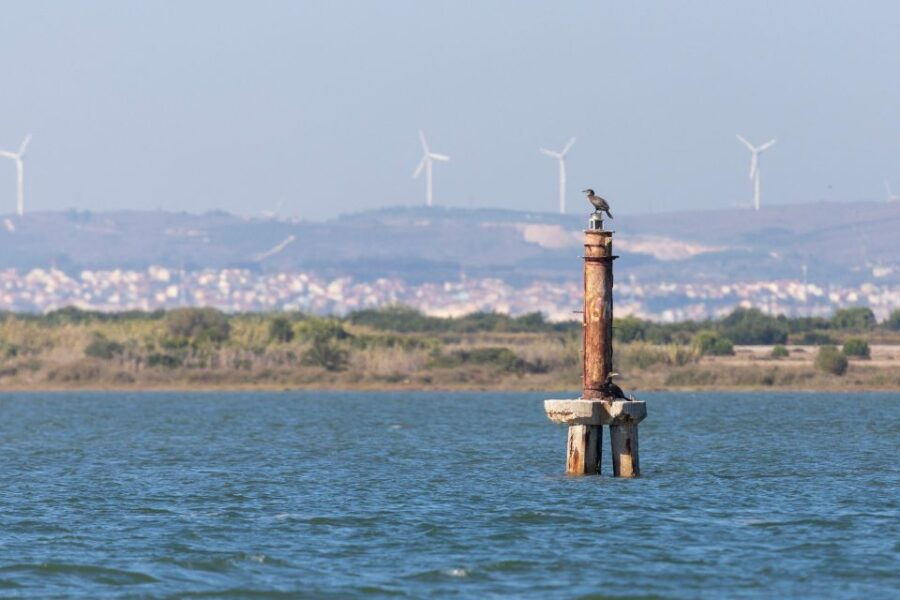 birdwatching-boat-tour-in-the-tagus-estuary