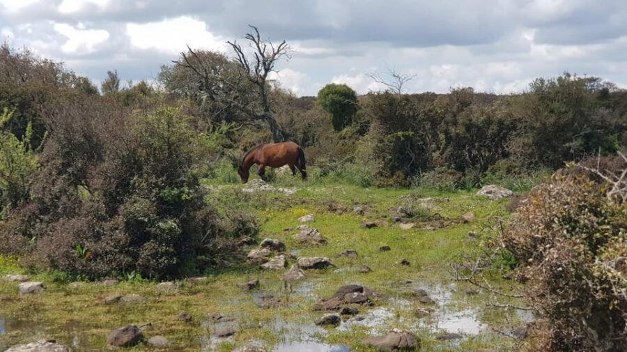 cagliari-nuraghe-barumini-and-giara-park-with-wine-tasting