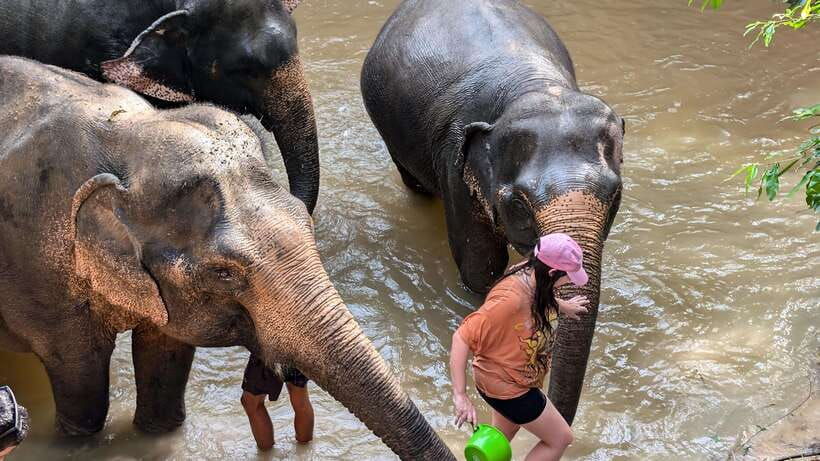 cambodia-elephant-sanctuary-include-hotel-transfer-roundtrip