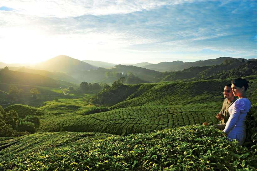 cameron-highlands-private-day-tour-from-kuala-lumpur