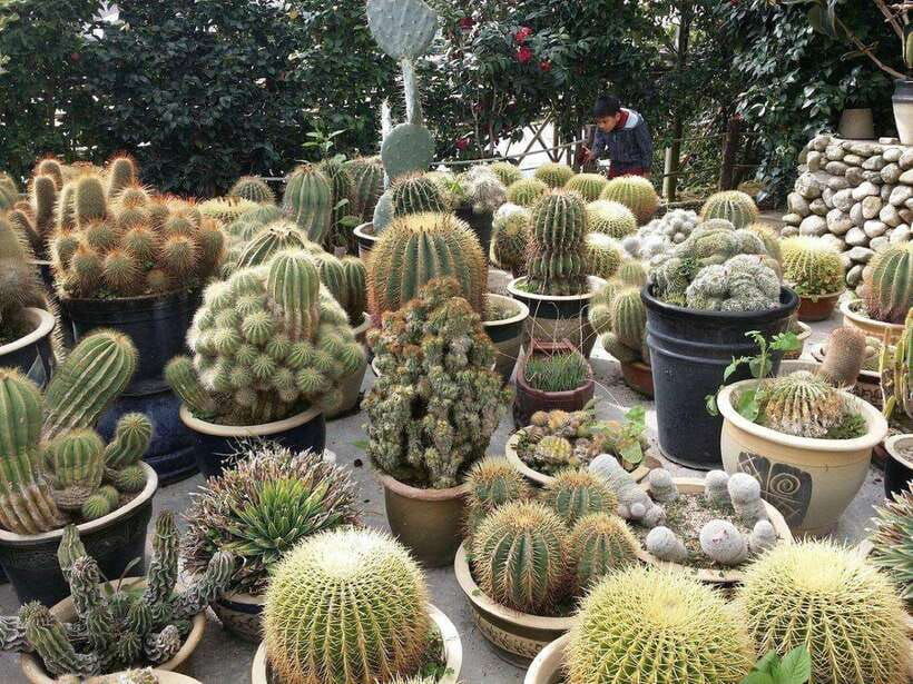 cameron-highlands-private-day-trip