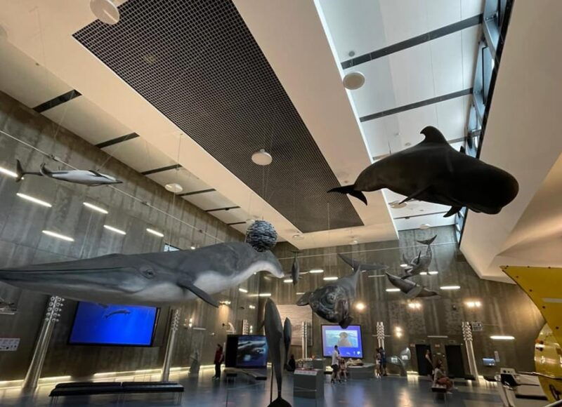 canical-madeira-whale-museum-entry-ticket