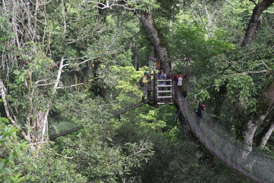 canopy-walk-and-monkey-island