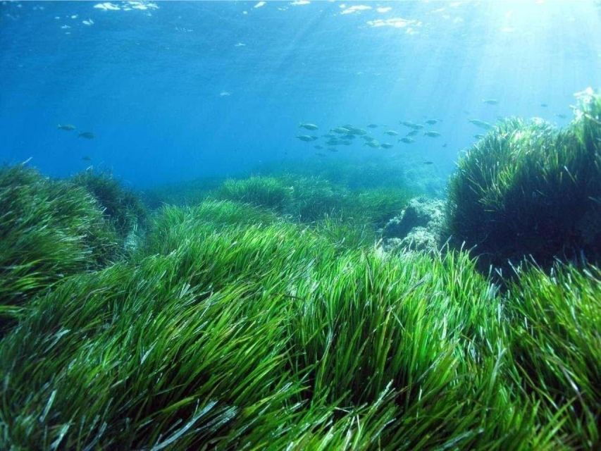 cargese-capo-rosso-snorkeling-and-sea-cave-tour