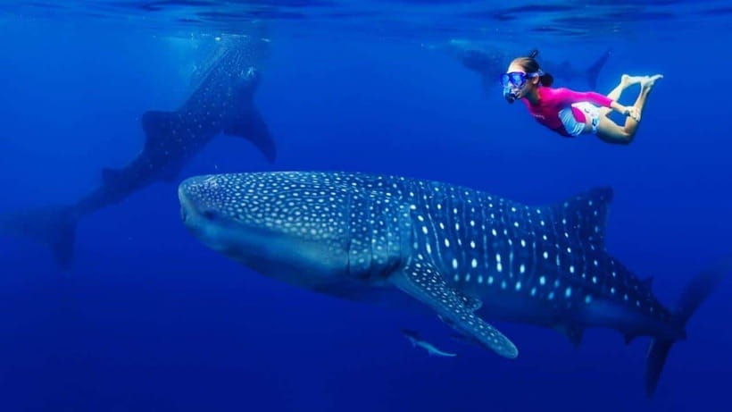 cebu-whaleshark-white-sand-beach-sumilon-island-and-falls