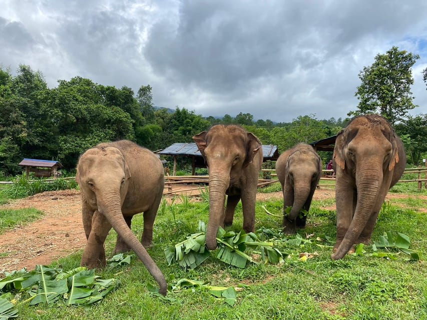 chiang-mai-elephant-dream-project-sanctuary-half-day