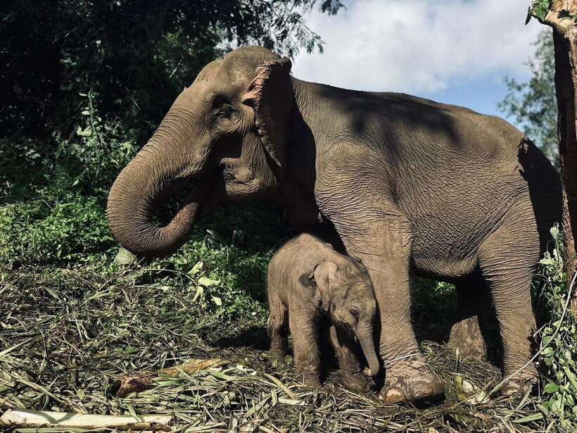 chiang-mai-elephant-sanctuary-waterfall-bamboo-rafting
