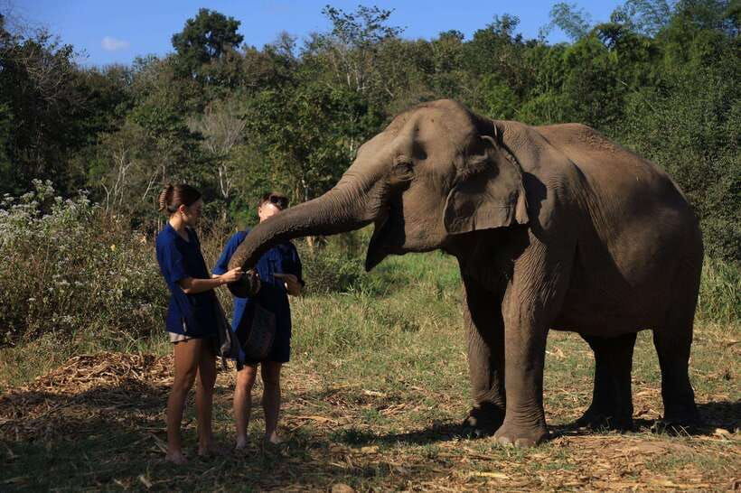 chiang-mai-half-day-elephant-sanctuary-bamboo-rafting
