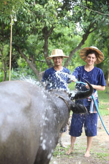 chiang-mai-thai-buffalo-and-rice-planting-experience