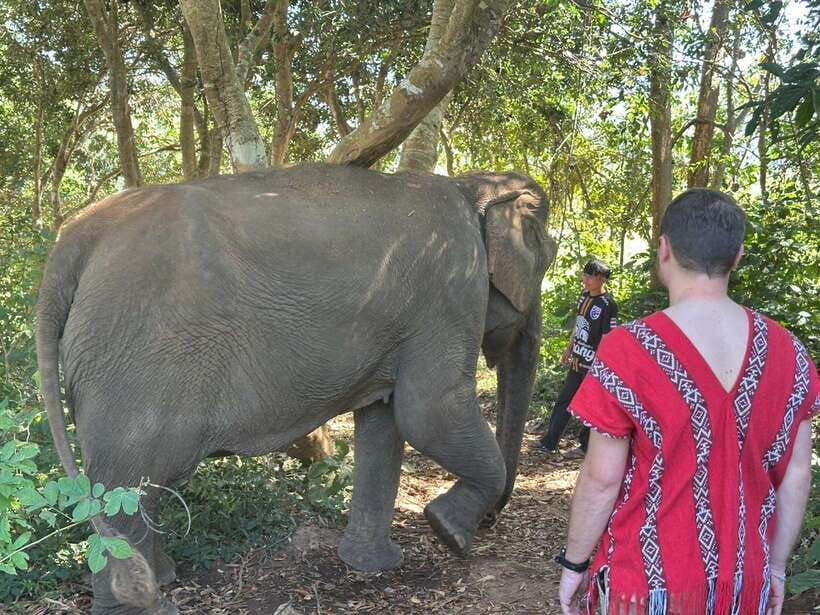 chiang-mai-untouched-elephant-nature-walk-waterfall-trek
