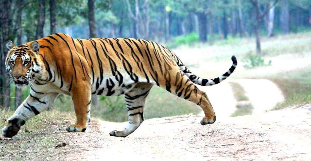 Chitwan 1 Night 2 Day Wildlife Adventure