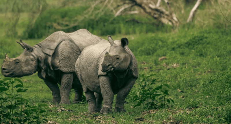 chitwan-jungle-safari-all-inclusive-3-days-chitwan-tour