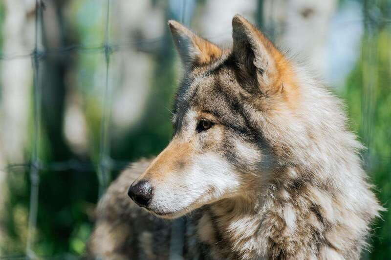 cochrane-yamnuska-wolfdog-sanctuary-tour