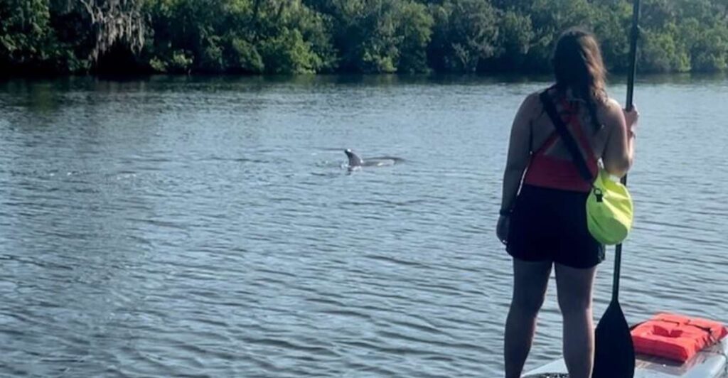 Cocoa Beach: Dolphin and Manatee Kayak or Paddle Tour