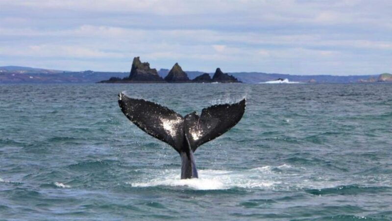 cork-fastnet-rock-lighthouse-and-cape-clear-island-tour