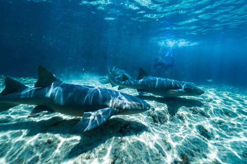 cozumel-snorkel-and-swim-with-stingrays