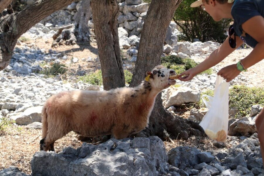 cres-olive-oil-walking-tour-with-tastings