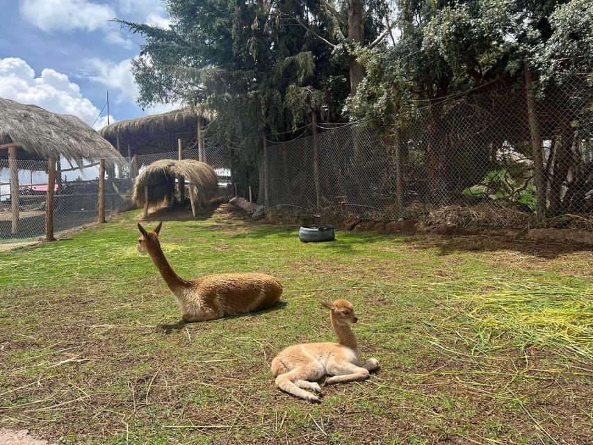 cusco-alpaca-and-llama-farm-tour-w-transfer-weaving-demo