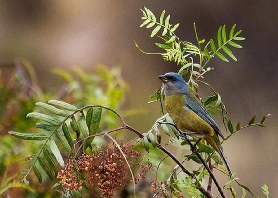 cusco-huacarpay-lake-bird-watching-tour-with-breakfast