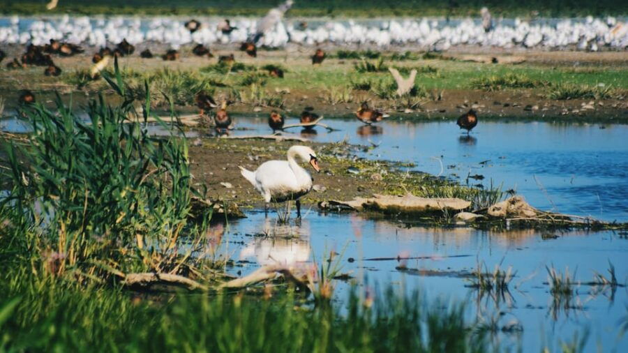danube-delta-boat-tour-through-the-water-lily-reserve