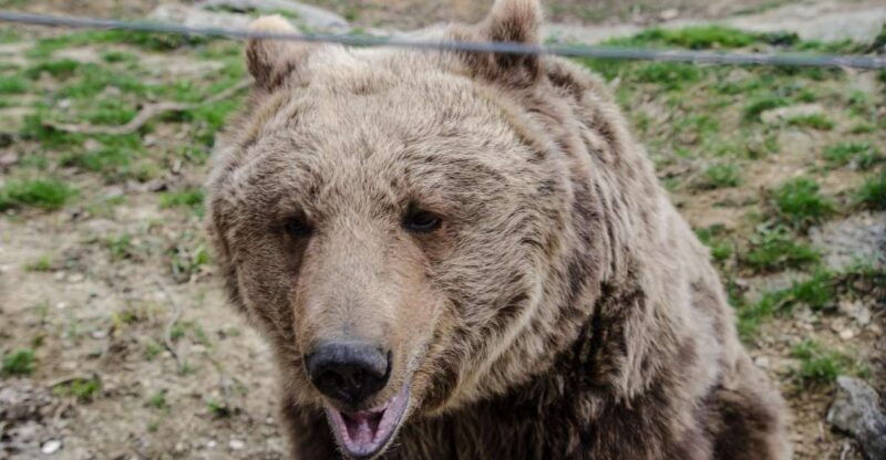 day-trip-bran-castle-rasnov-fortress-and-bear-sanctuary