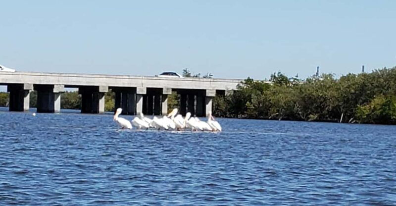 daytona-new-smyrna-beach-unforgettable-kayak-wildlife-tours