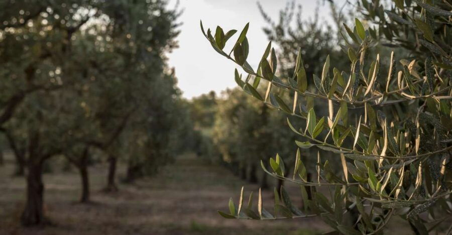 discovering-nature-and-flavors-of-pantalica