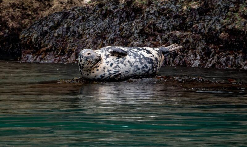 dublin-history-and-wildlife-boat-tour-with-live-commentary
