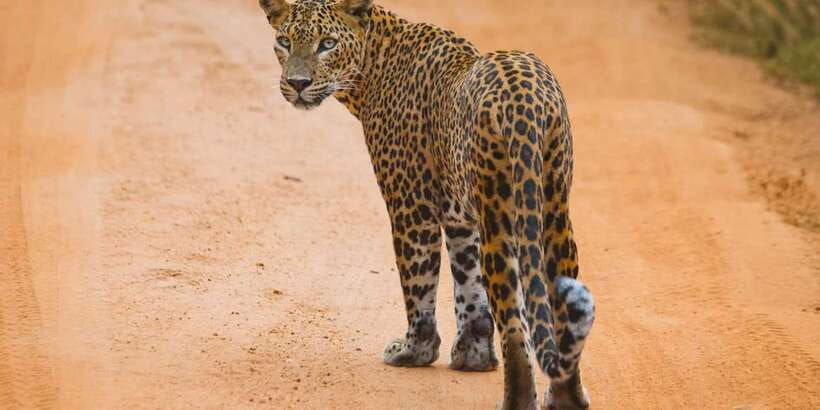 ella-to-mirissa-shuttle-yala-safari