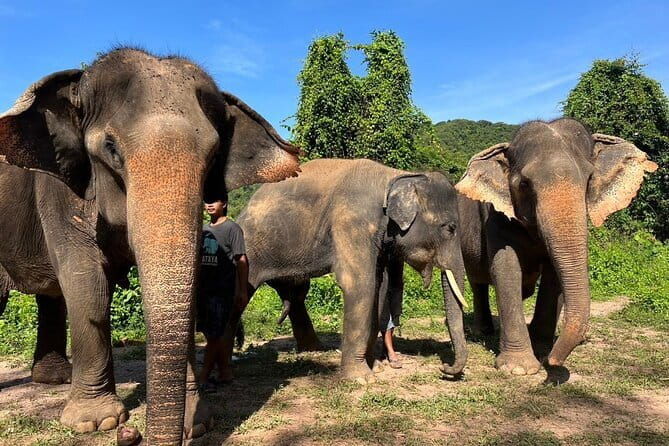 Ethical Elephant Watching Tour From Bangkok & Pattaya - Detailed Breakdown of the Itinerary