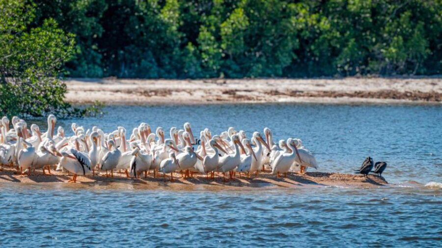 Everglades National Park: Pontoon Boat Tour & Boardwalk
