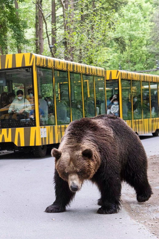 everland-transfer-admission-ticket-with-meal-coupon