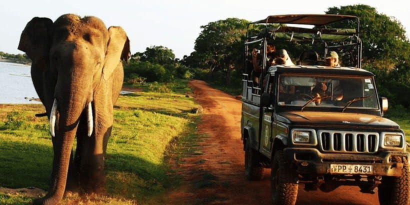 exclusive-yala-national-park-afternoon-expedition