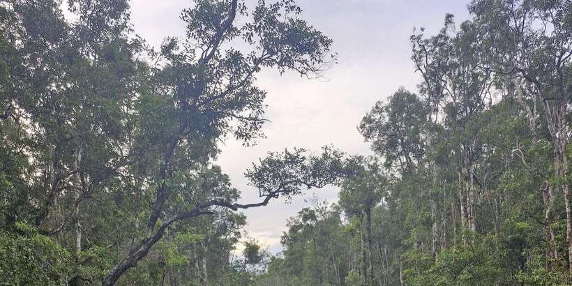 explore-jungle-in-borneo-and-orangutan-kelotok-tour-3d-2n