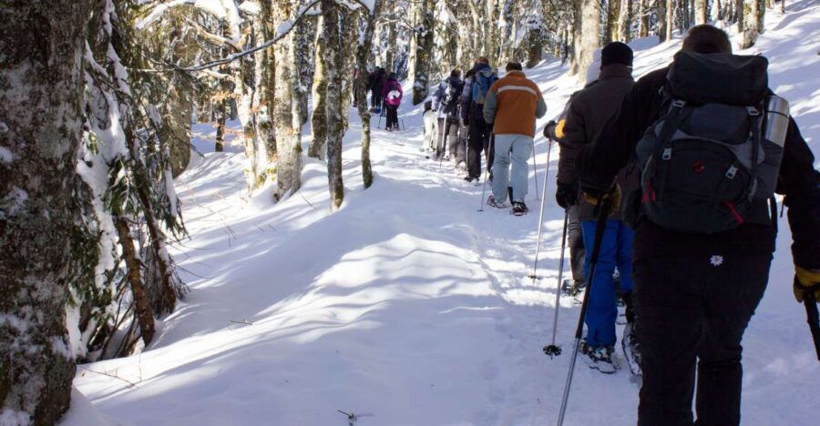 feldberg-guided-snowshoeing-tour-in-the-black-forest
