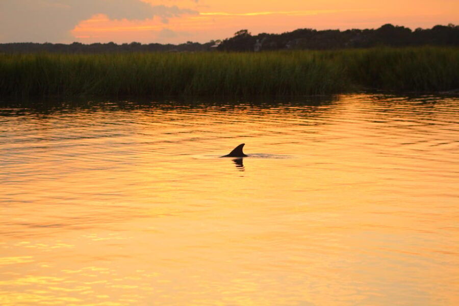 Folly Beach Dolphin Viewing Boat Excursion
